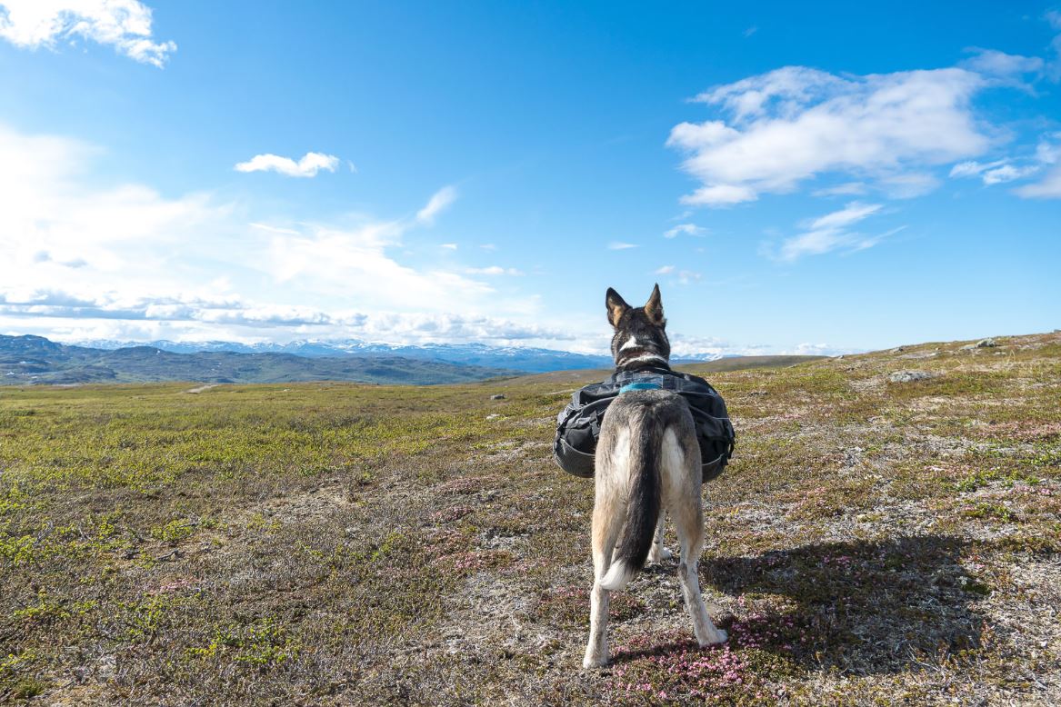 Non-stop Dogwear Amundsen Kløvtaske - Image 5