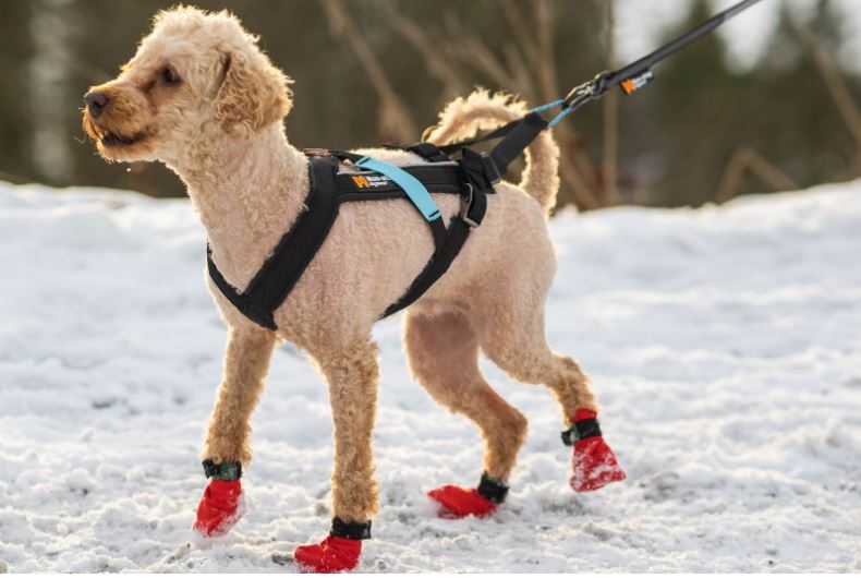 Non-stop Dogwear Freemotion - Image 12