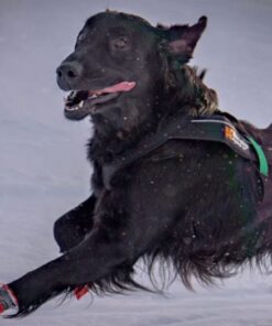 Non-stop Dogwear Freemotion - Image 13