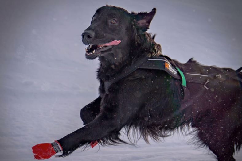 Non-stop Dogwear Freemotion - Image 13
