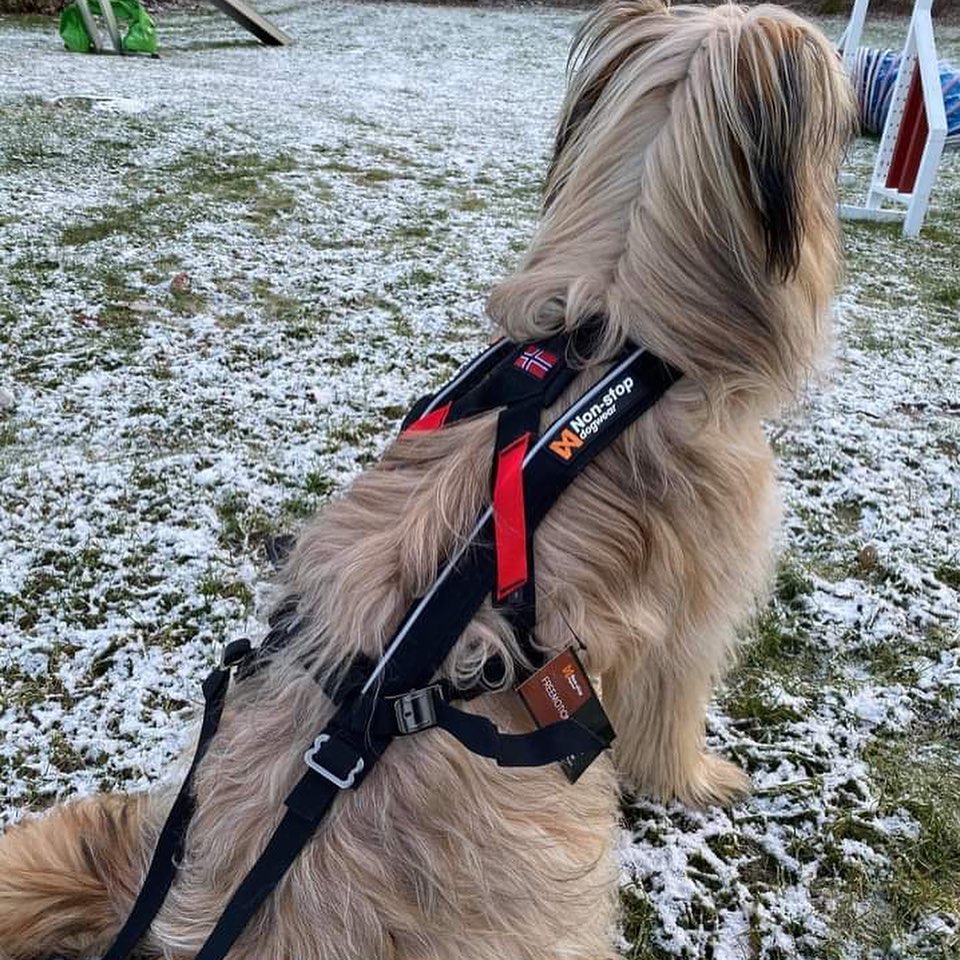 Non-stop Dogwear Freemotion - Image 4