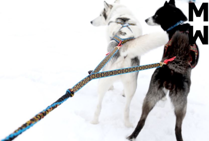 ManMat Ski/Cykel/Løbe line 2 hunde - Image 4