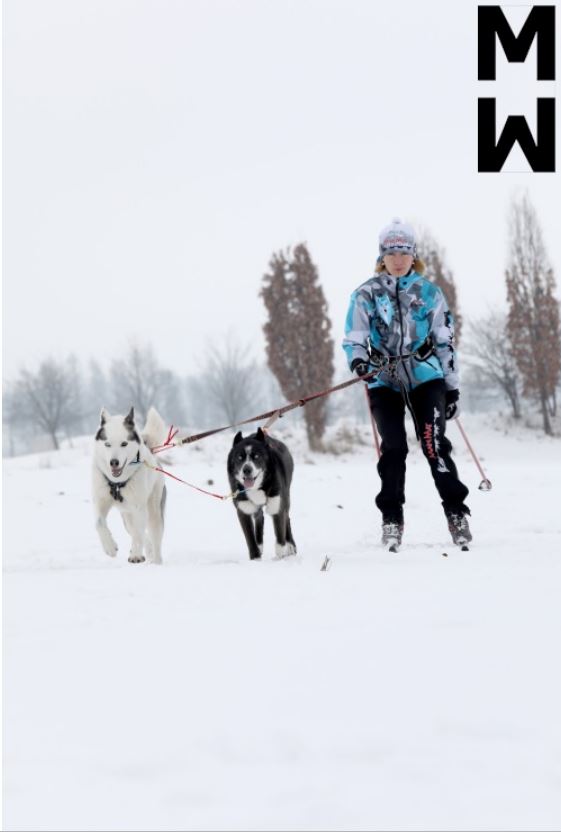 ManMat Ski/Cykel/Løbe line 2 hunde - Image 5
