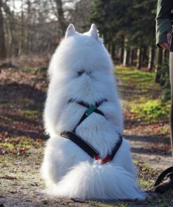 Alternative view of Non-stop Dogwear Nansen Nome 5.0