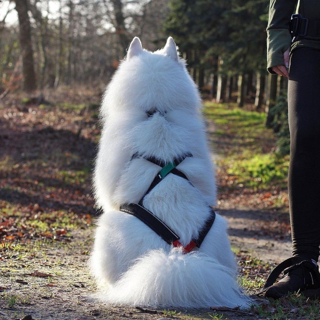 Non-stop Dogwear Nansen Nome 5.0 - Image 2