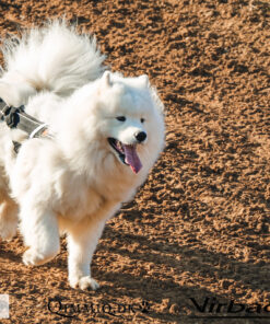 Non-stop Dogwear Freemotion - Image 8