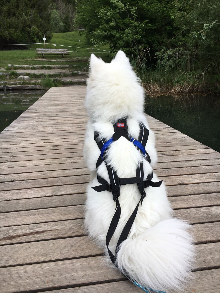 Non-stop Dogwear Freemotion - Image 7