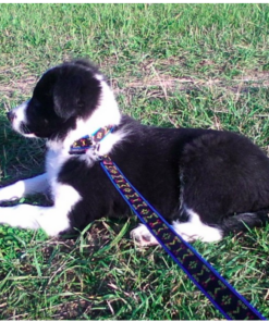ManMat Puppy Leash - Image 4