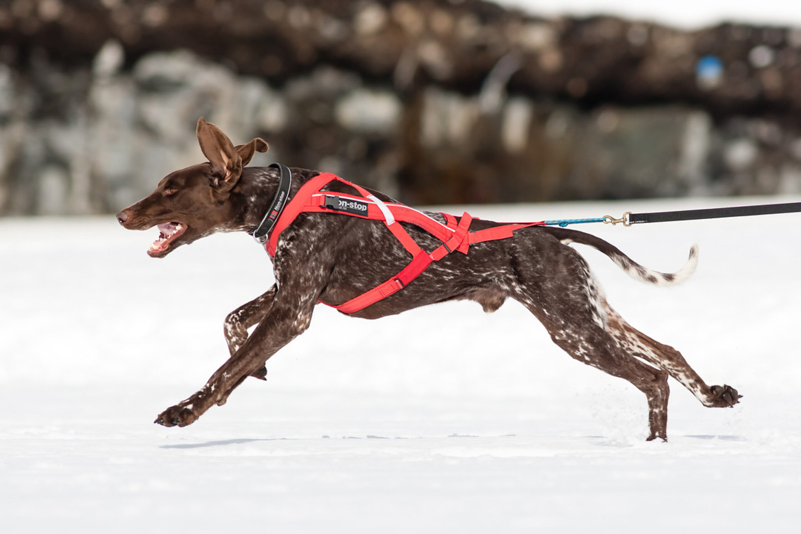 Non-stop Dogwear Combined - Image 2