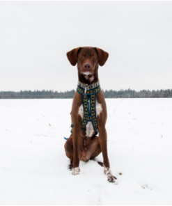 Alternative view of ManMat Hound