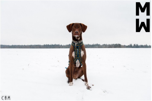 ManMat Hound - Image 2