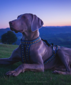 ManMat Hound - Image 9