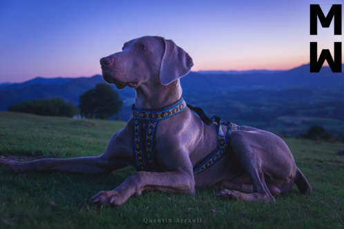 ManMat Hound - Image 9