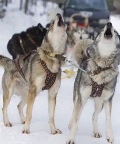 ManMat Siberian Race sele - Image 10