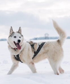 ManMat Siberian Race sele - Image 5