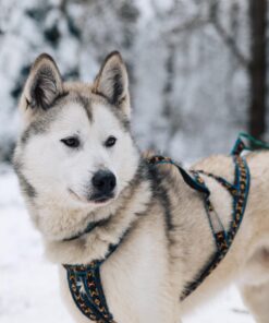 ManMat Siberian Race sele - Image 6