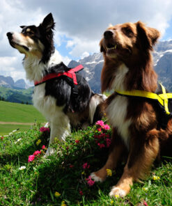 Neewa Utility Harness - Image 5