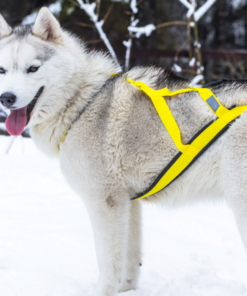 Neewa Sled Pro X-back - Image 7