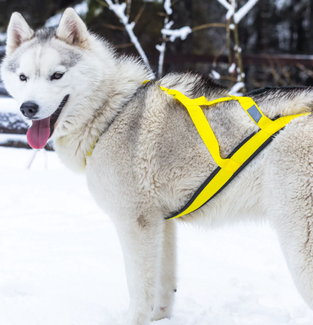 Neewa Sled Pro X-back - Image 7