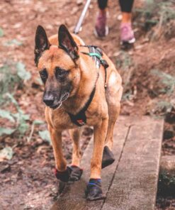 Non-stop Dogwear Solid Potesokker - Image 3