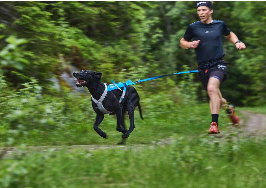 Non-stop Dogwear Bungee Leash - Image 5