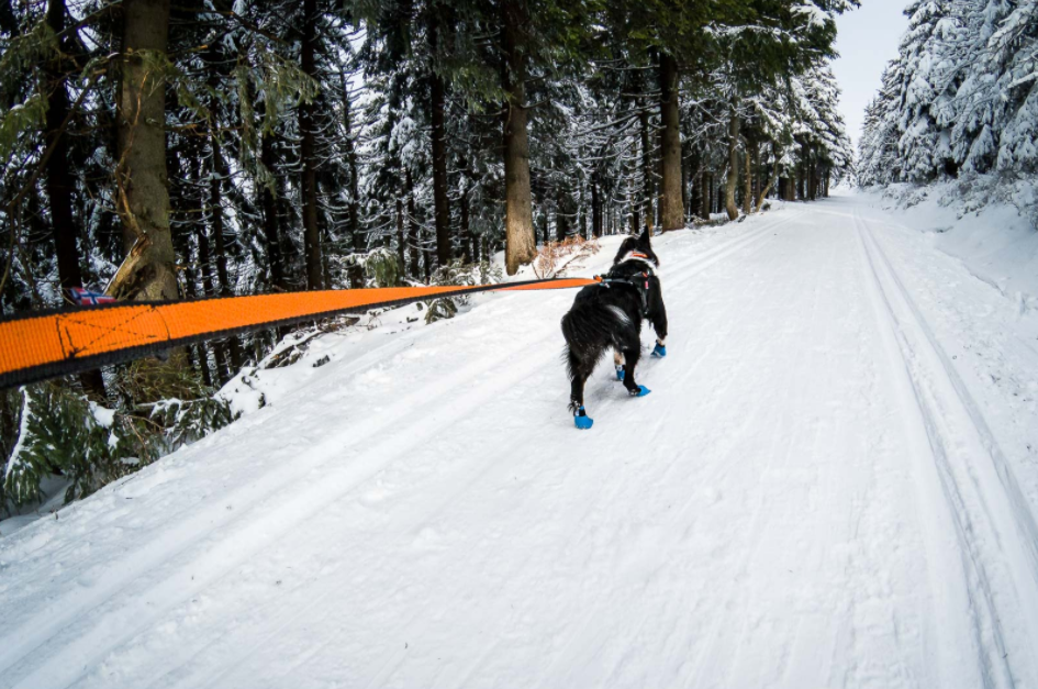 Non-stop Dogwear Bungee Leash - Image 8