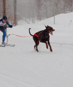 Alternative view of Kickspark MAX med mushing udstyr - 1-2 hunde