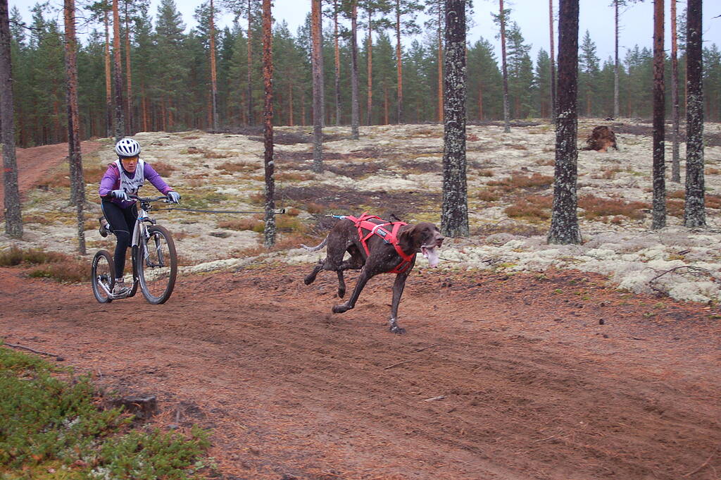 Kickbike Cross MAX 20HD - Image 4