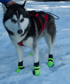 Neewa Dog Boots - Image 3