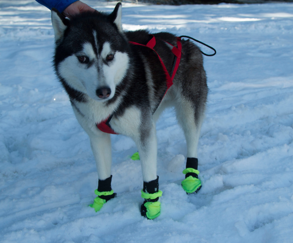 Neewa Dog Boots - Image 3