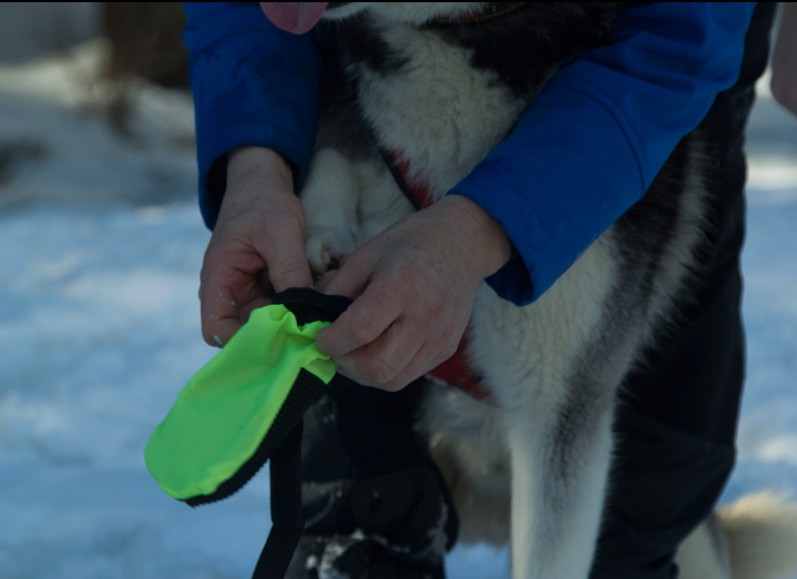 Neewa Dog Boots - Image 2