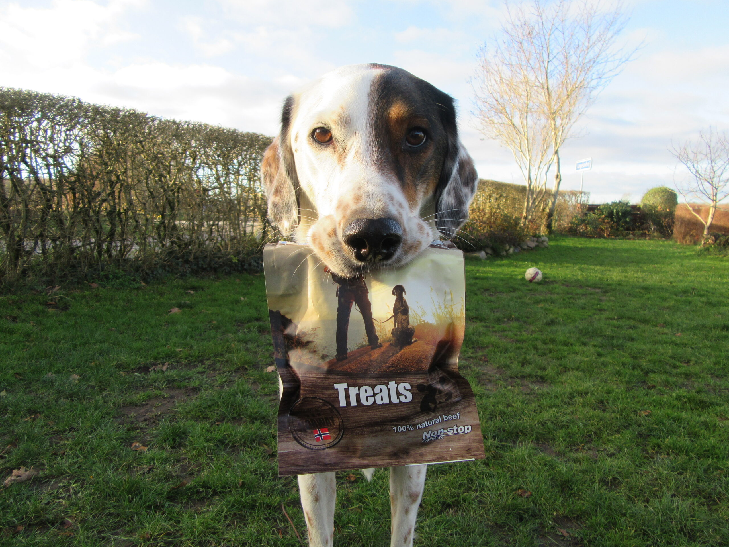 Non-Stop Treats - Image 3