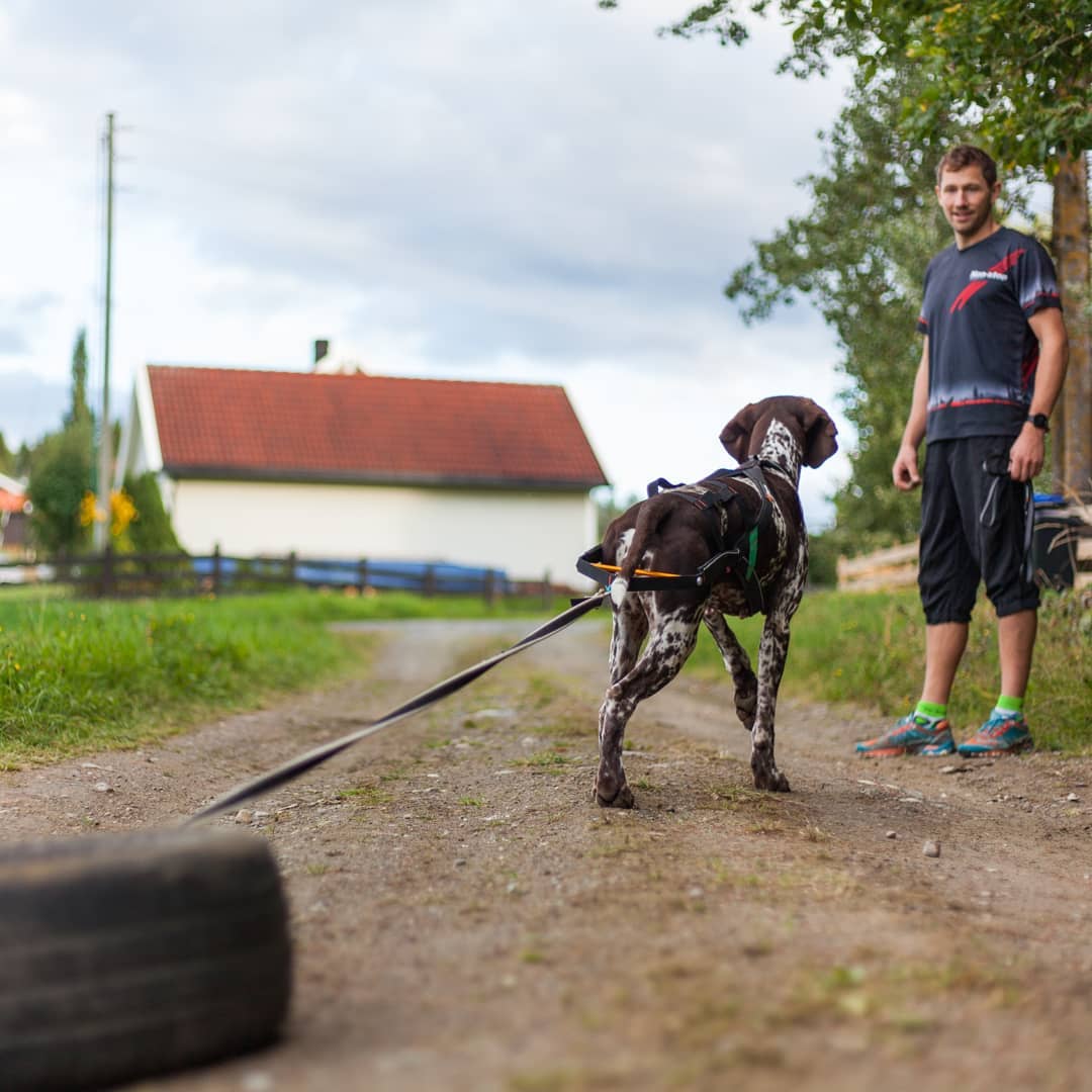 Non-stop Dogwear Nansen Stick Harness - Image 6