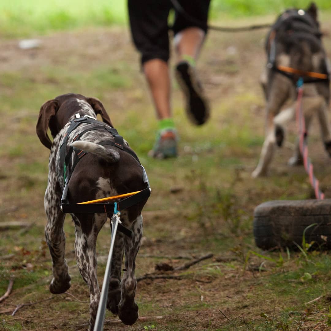 Non-stop Dogwear Nansen Stick Harness - Image 5
