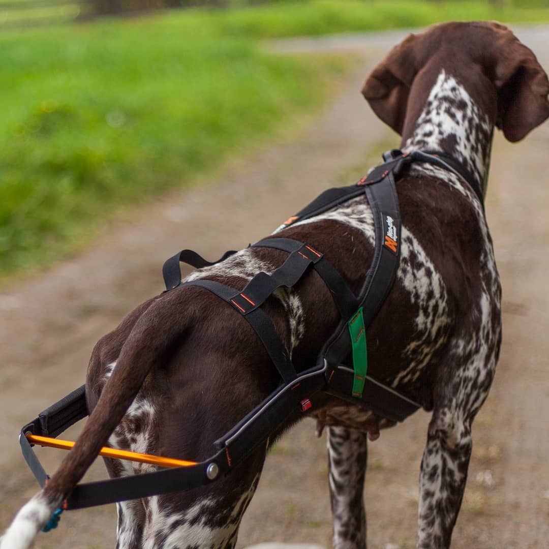 Non-stop Dogwear Nansen Stick Harness - Image 2