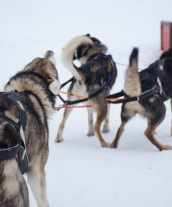 Non-stop Dogwear Nansen Stick Harness - Image 9