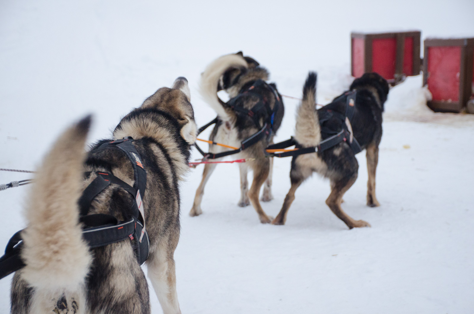 Non-stop Dogwear Nansen Stick Harness - Image 9