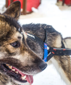 Non-stop Dogwear Nansen Stick Harness - Image 4