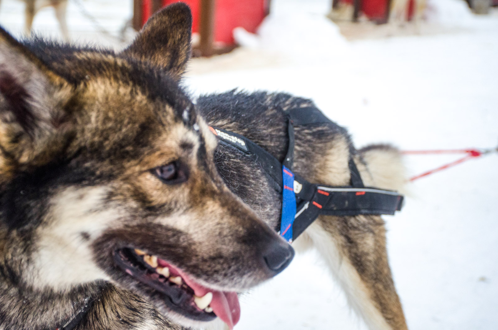 Non-stop Dogwear Nansen Stick Harness - Image 4