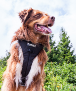 Neewa Multi Harness - Image 3