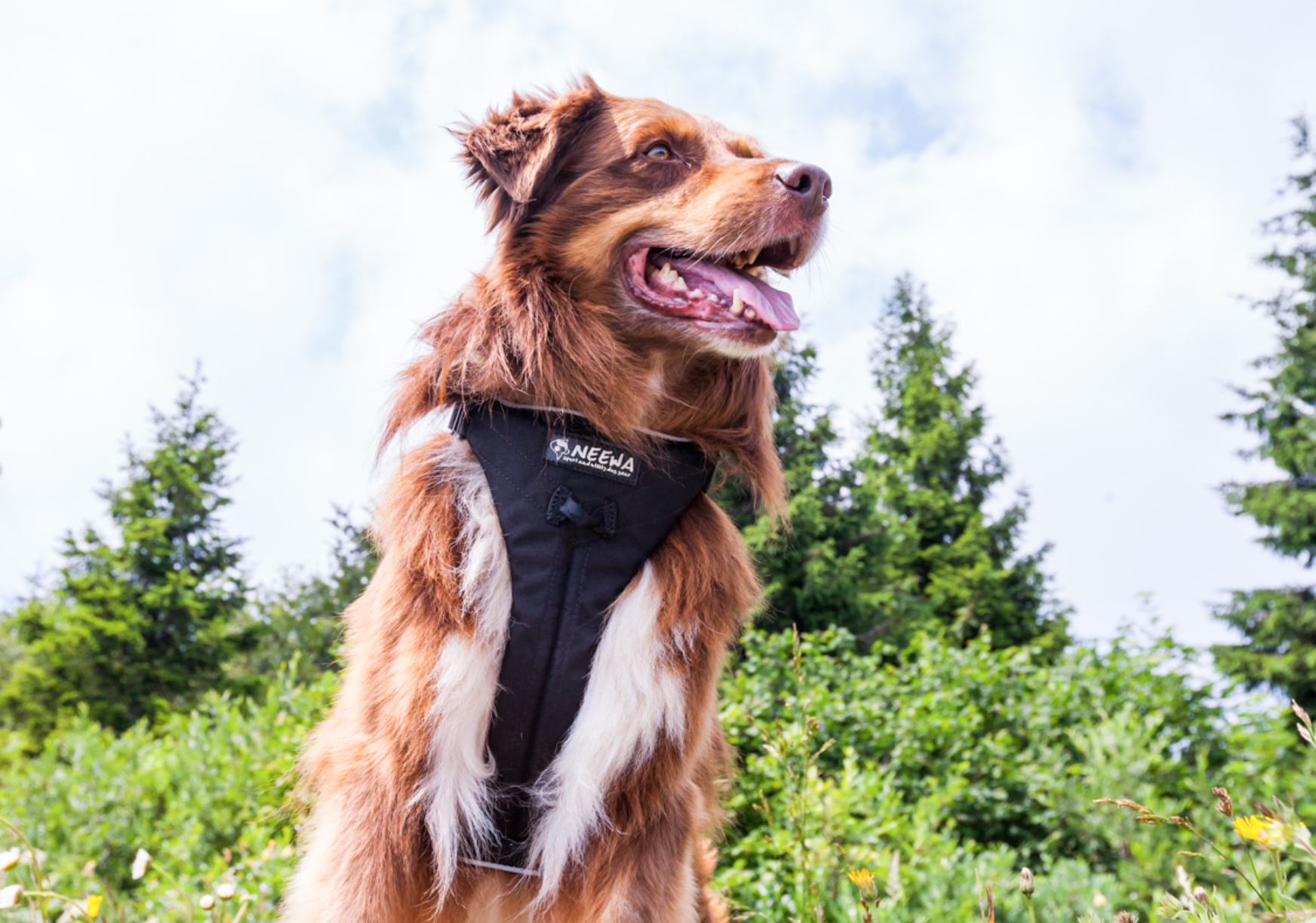 Neewa Multi Harness - Image 3
