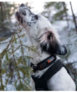 Non-stop Dogwear Rock Collar, halvkvæl - Image 6