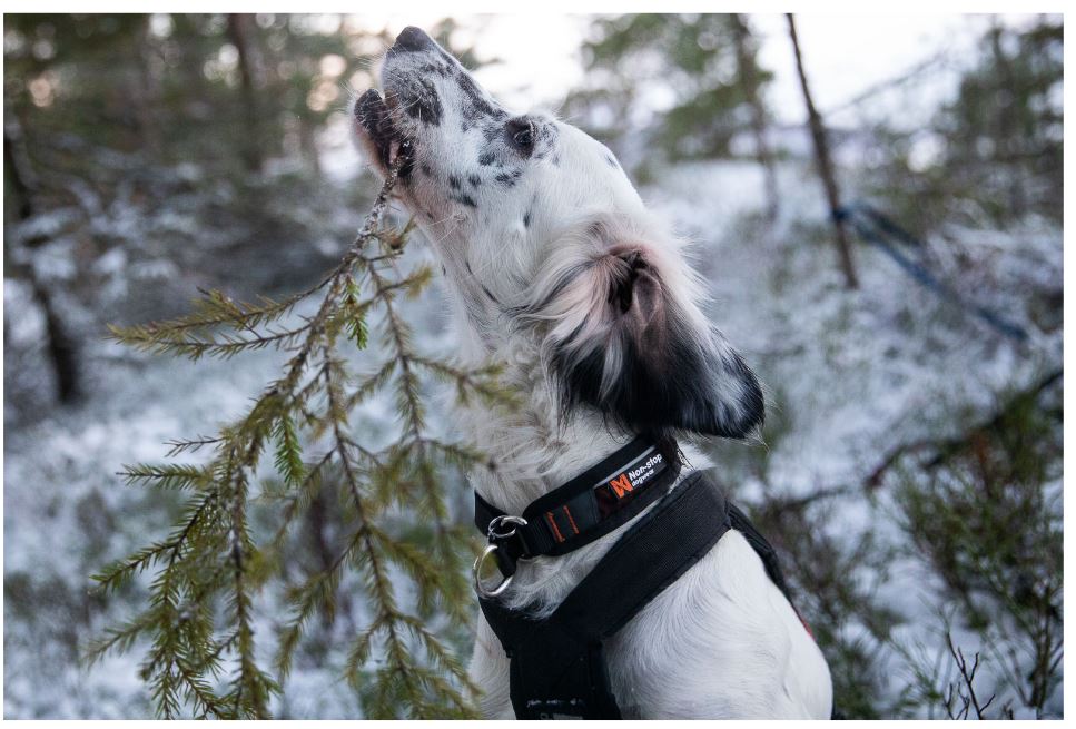 Non-stop Dogwear Rock Collar, halvkvæl - Image 6