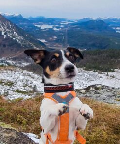 Alternative view of Non-stop Dogwear Rock Collar, halvkvæl