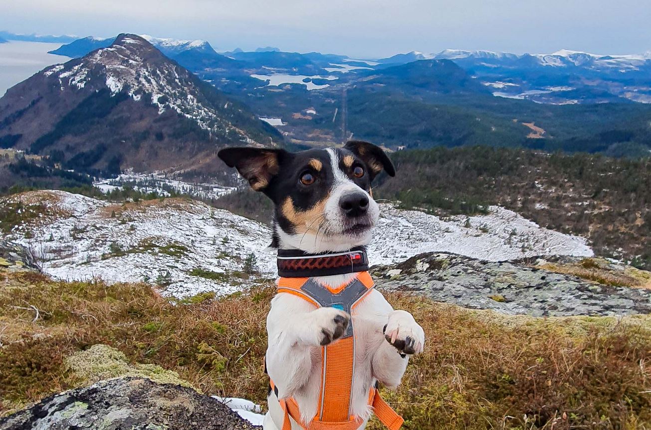 Non-stop Dogwear Rock Collar, halvkvæl - Image 2