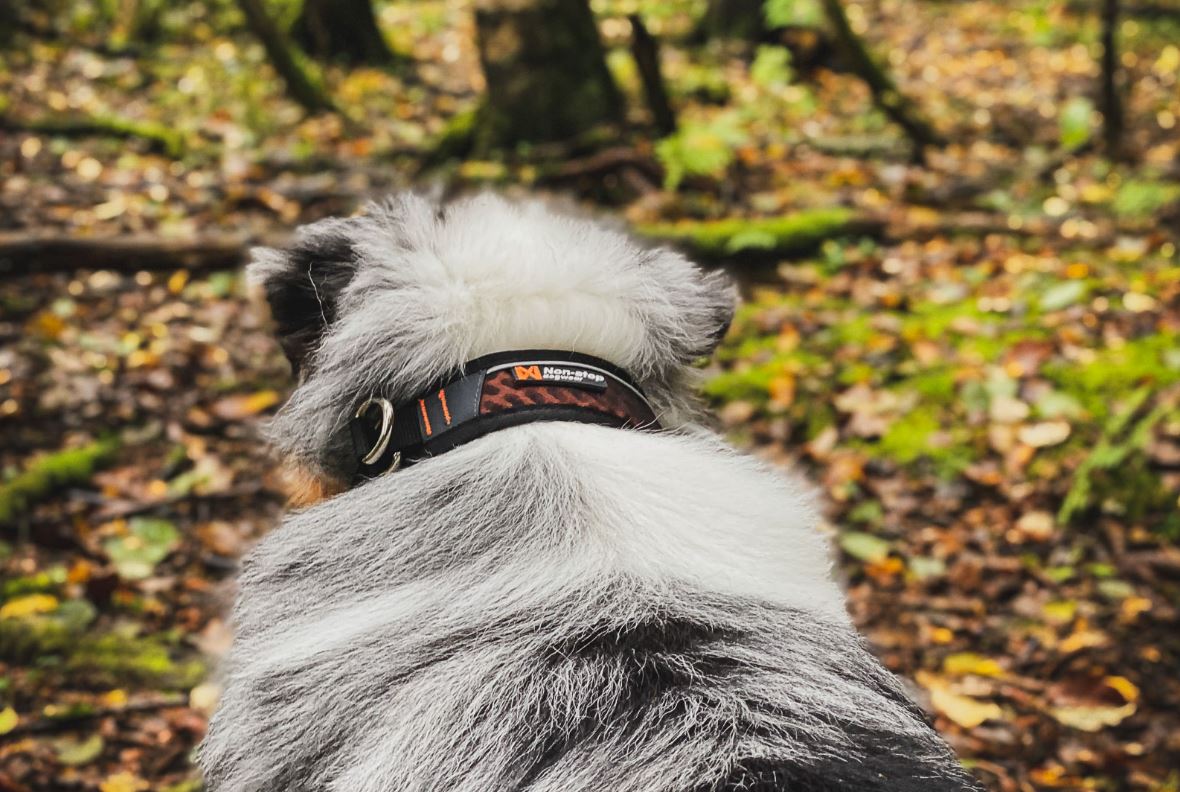Non-stop Dogwear Rock Collar, halvkvæl - Image 3