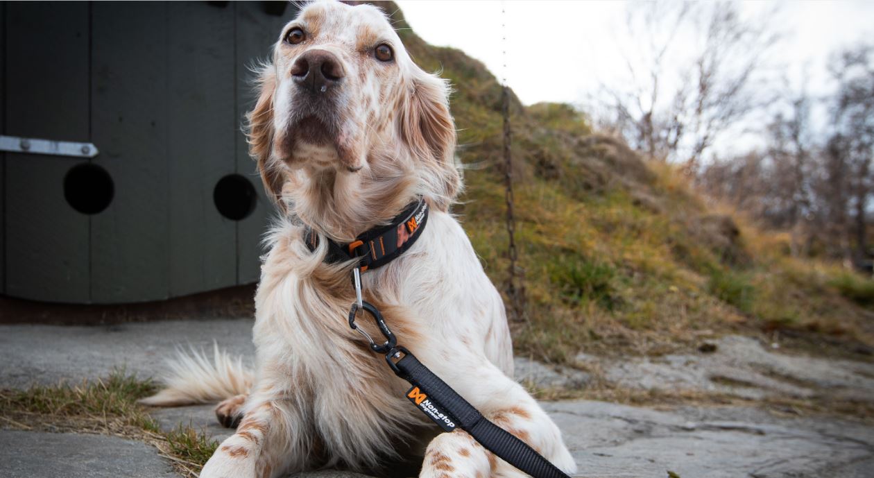 Non-stop Dogwear Rock Collar, halvkvæl - Image 7