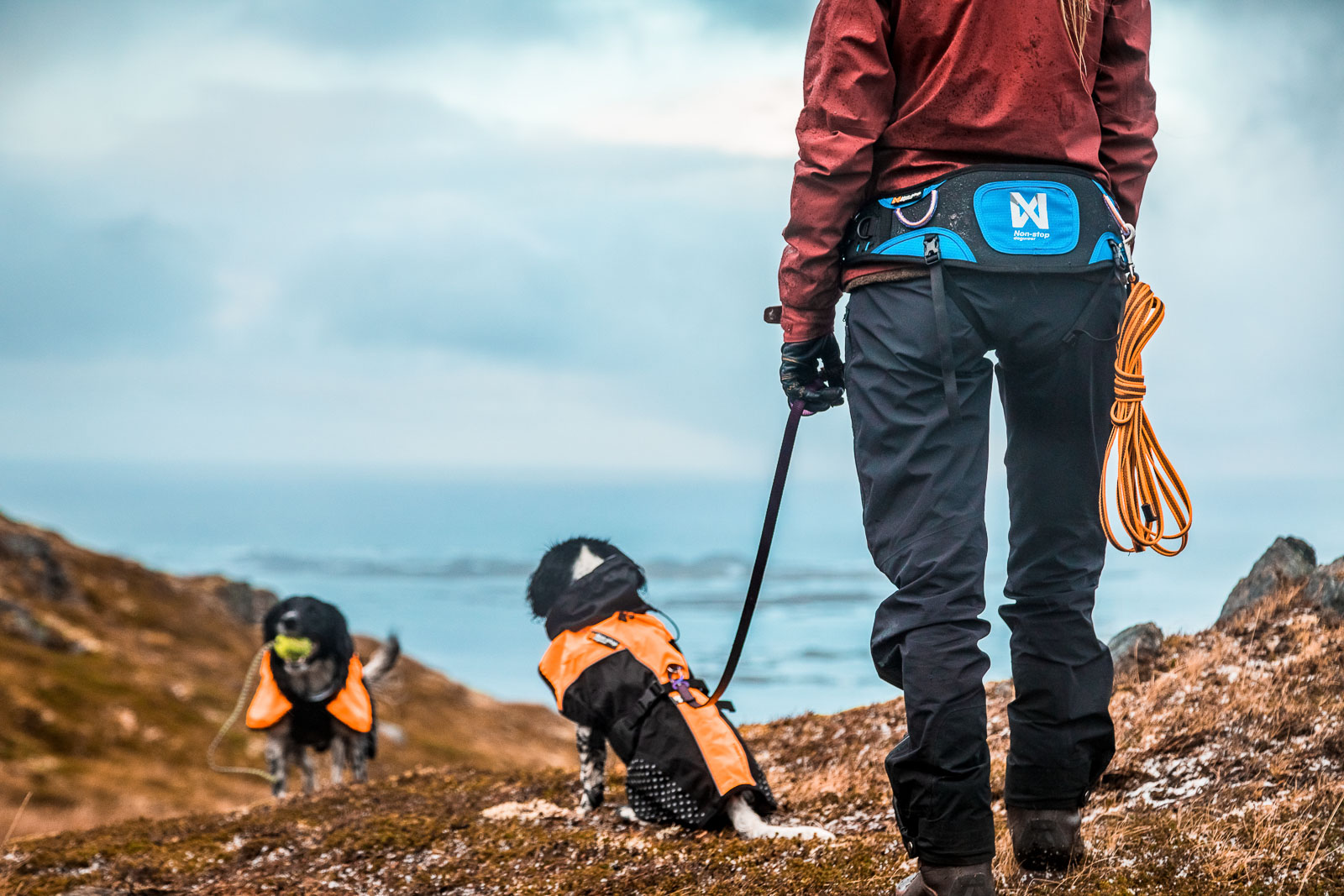 Non-stop Dogwear Ferd Belt - Image 2