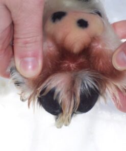 POMATA WINTERPAD Paw Cream - Image 3