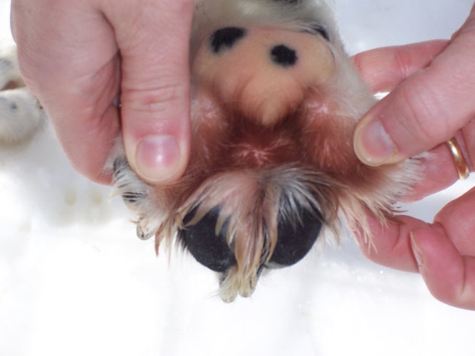 POMATA WINTERPAD Paw Cream - Image 3